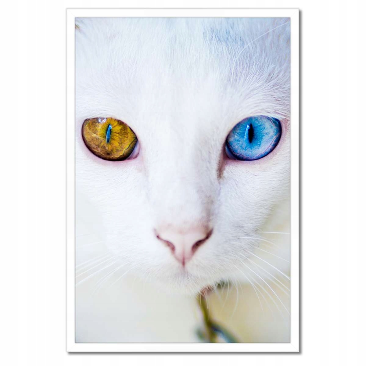 Plakáty v rámu 40x60 Kočka s pohádkovýma očima