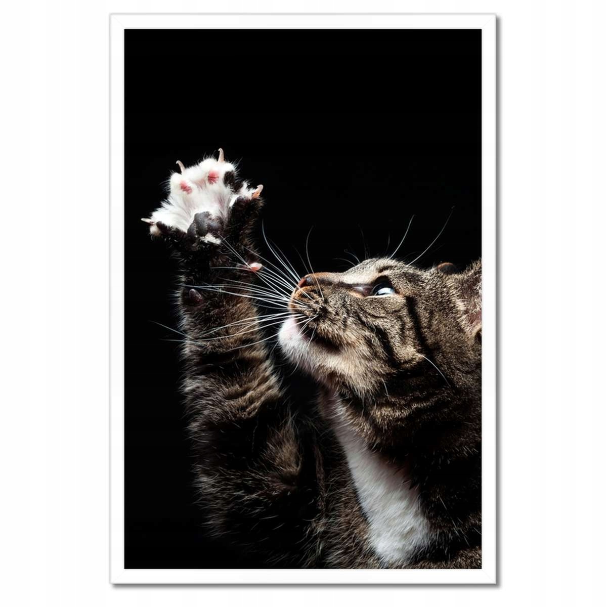 Plakáty v rámu 40x60 Rasový kocour s malou tlapkou