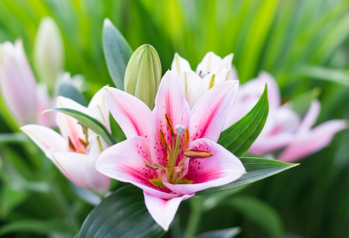 

Fototapeta Flizelinowa Lilia Zielony - 104x70