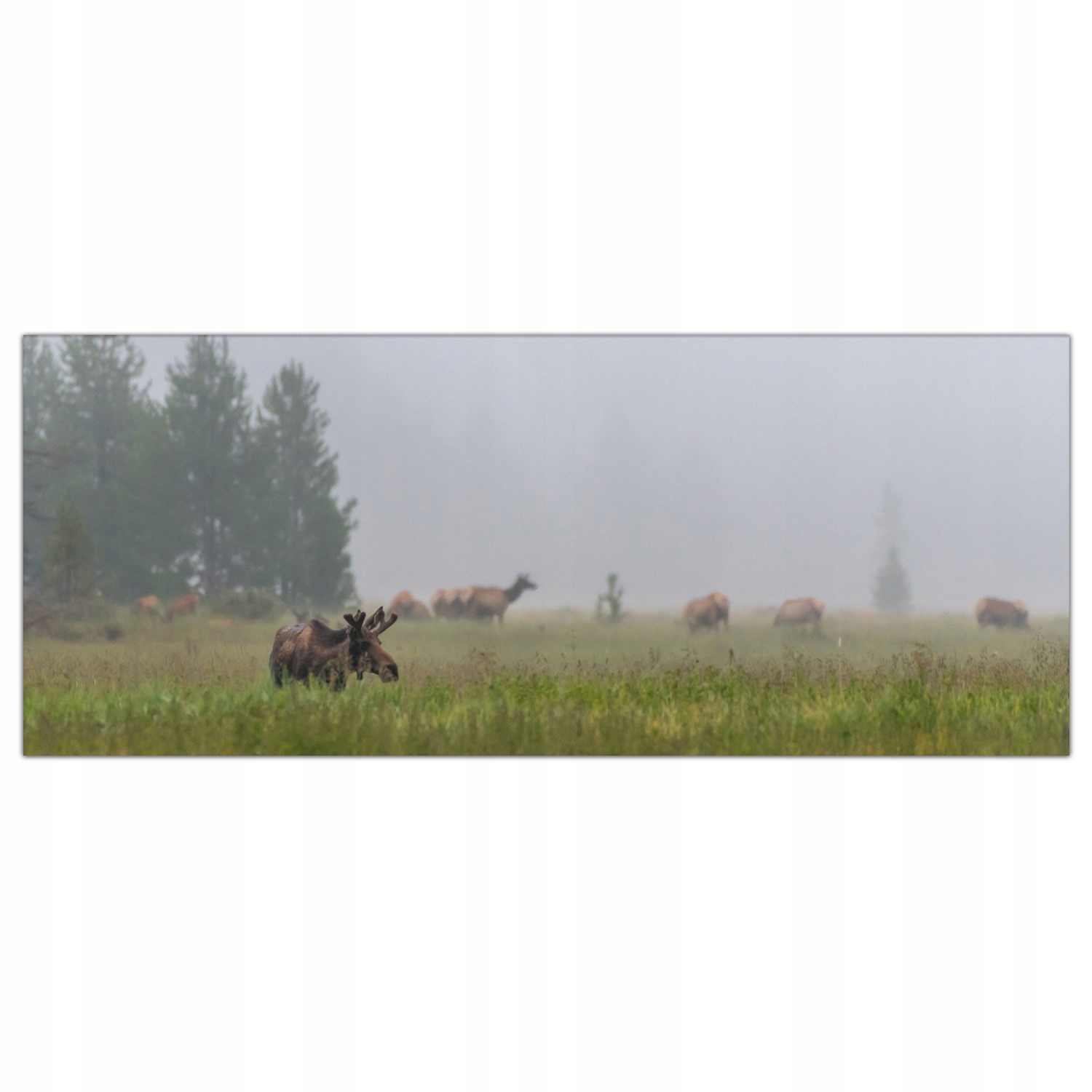 

Hartowany Obraz Szklany Łoś Zwierzę Natura 125x50