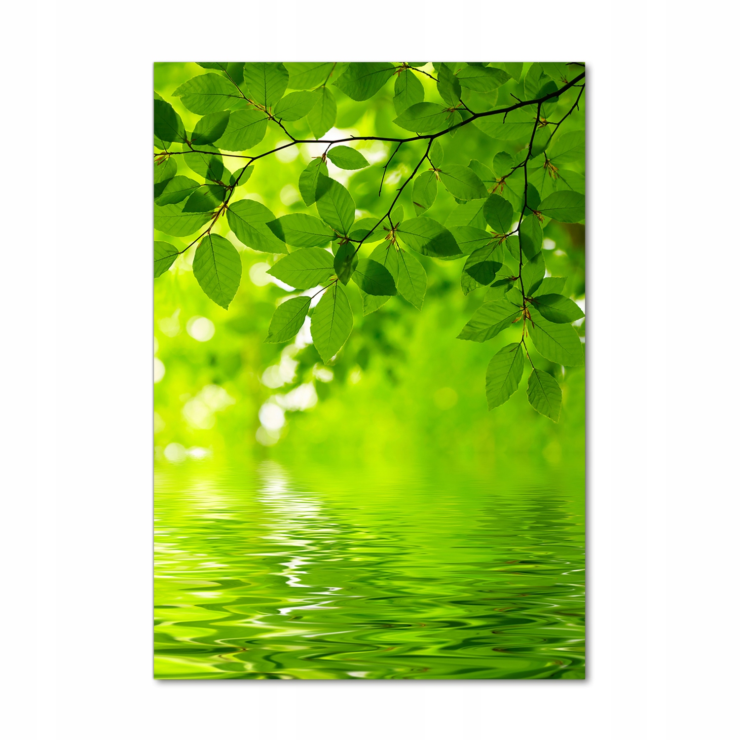 

Foto obraz akryl do salonu Zielone liście 70x100cm