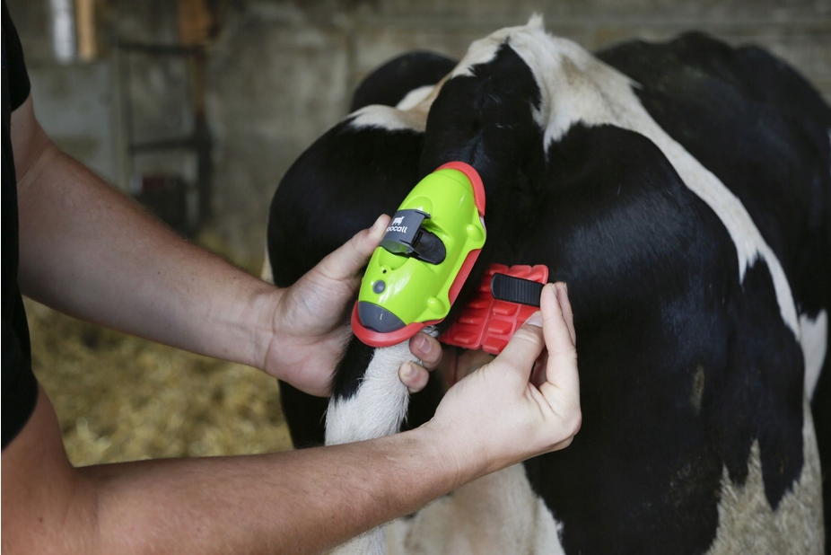 Alarm wycielenia MooCall, dla wszystkich ras bydła Marka Kerbl
