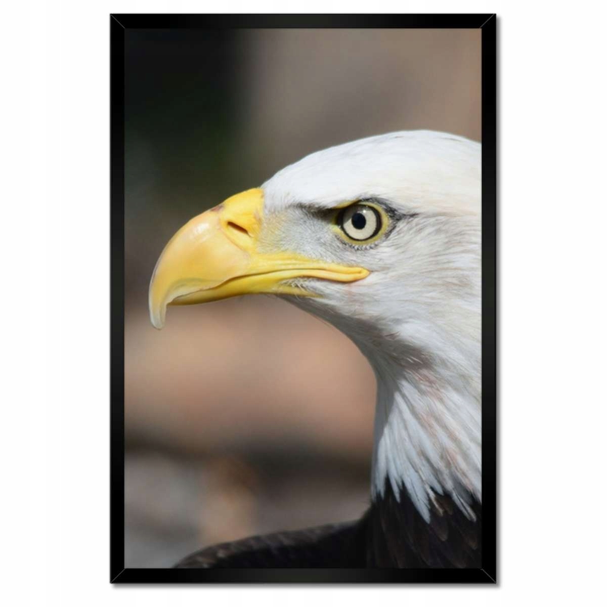 Plakáty v rámu 40x60 Hlava orla