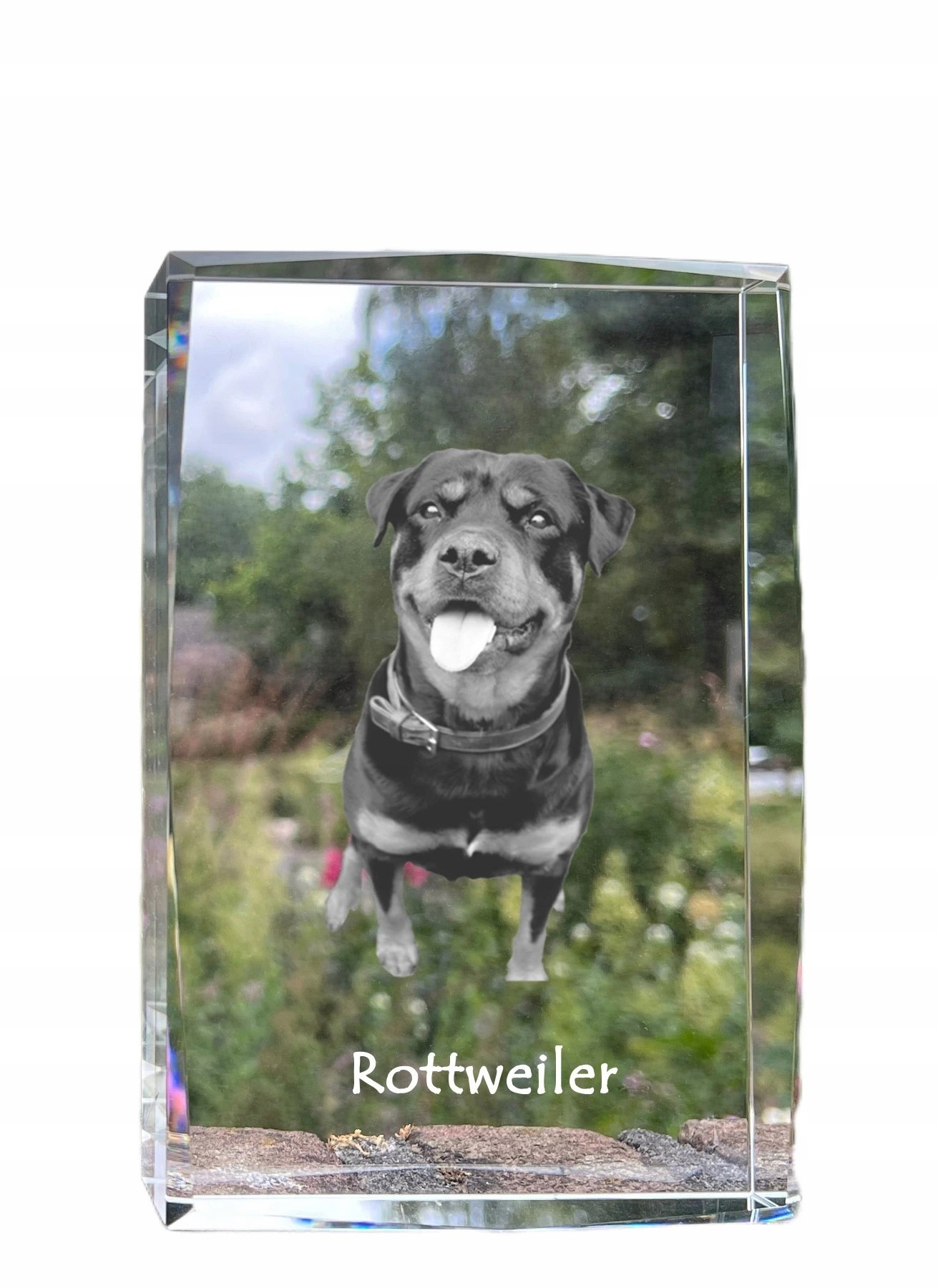 Rottweiler fotografia psa v kryštáli, suvenír, trofej, poďakovanie