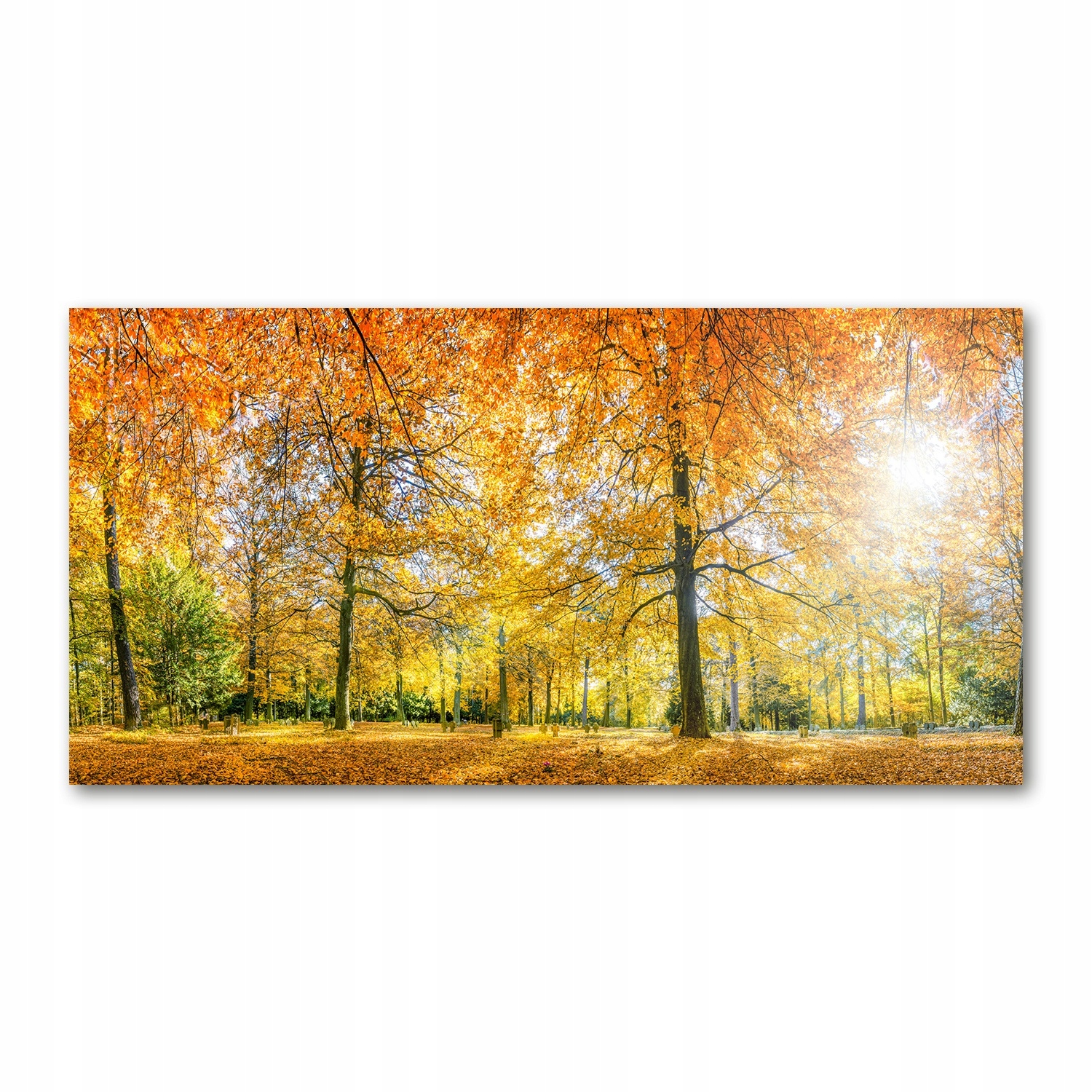 

Foto-obraz akrylowy Las jesienią zdjęcie 140x70 cm