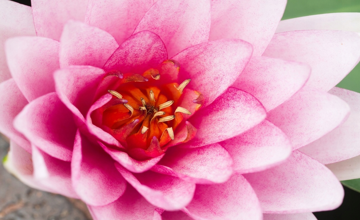 

Tapeta flizelinowa Kwiat lotosu 416x254