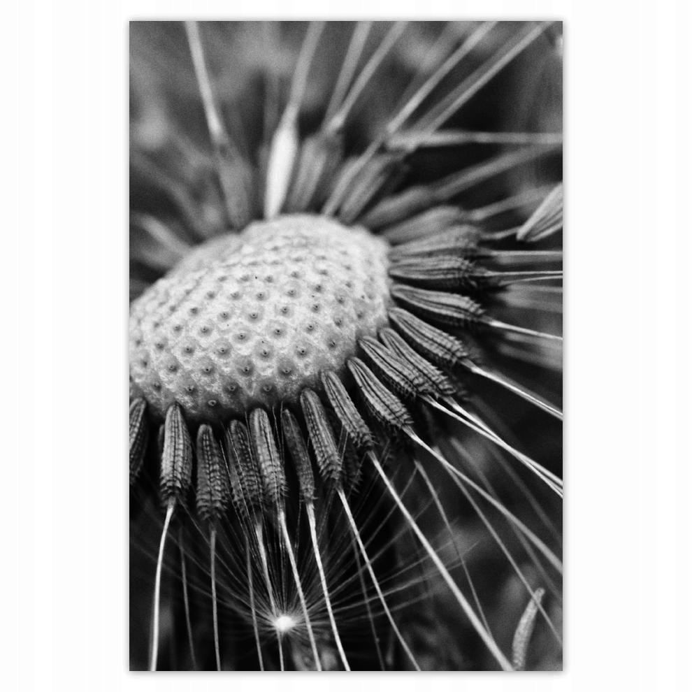 

Plakaty 40x60 Dmuchawiec Kwiat Kwiatki