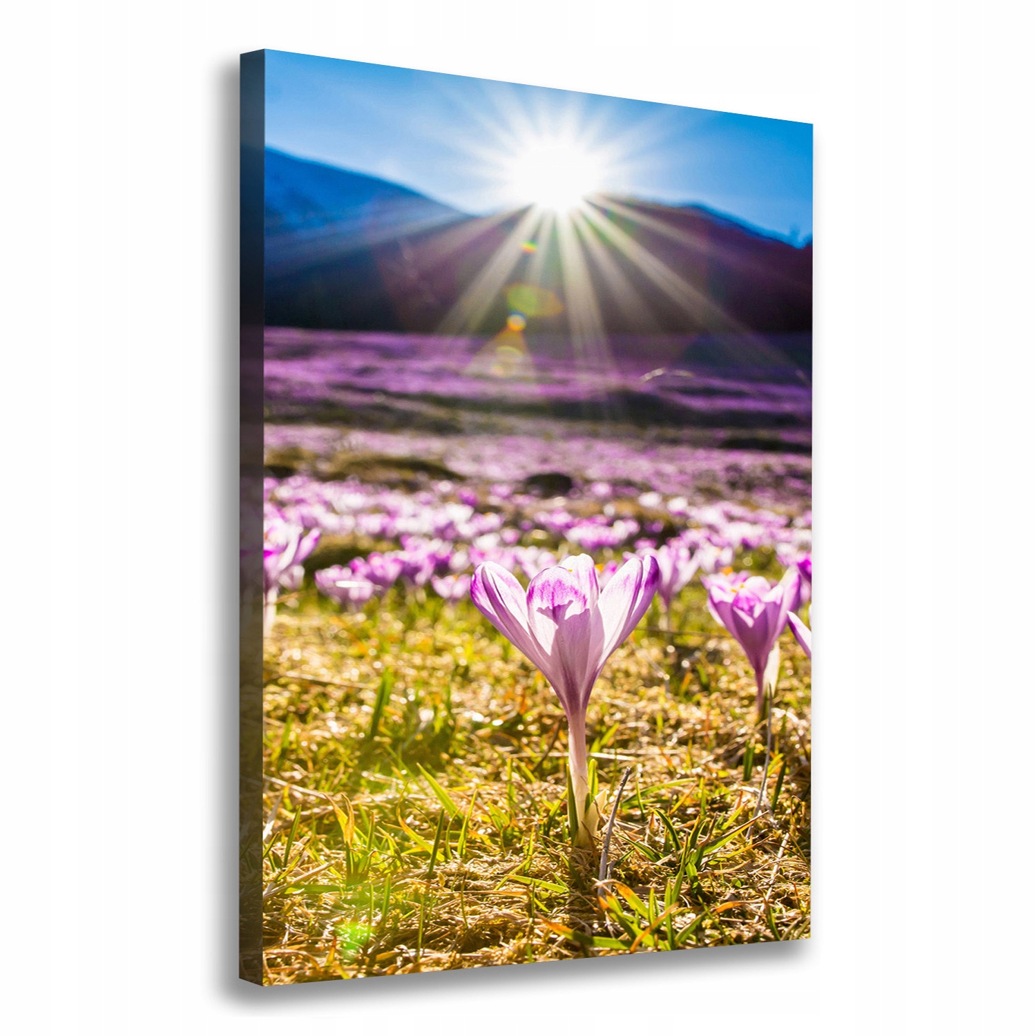 

Foto obraz na płótnie Krokusy w górach 70x100 cm