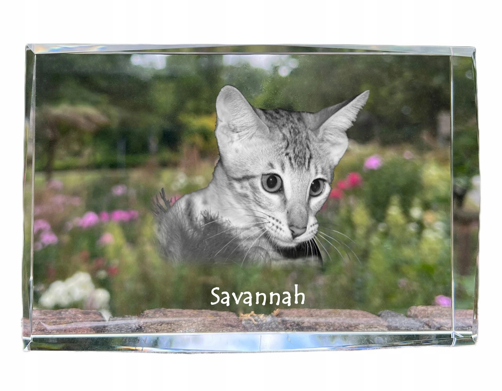 Mačka Savannah, fotografia v kryštáli, suvenír, trofej, poďakovanie