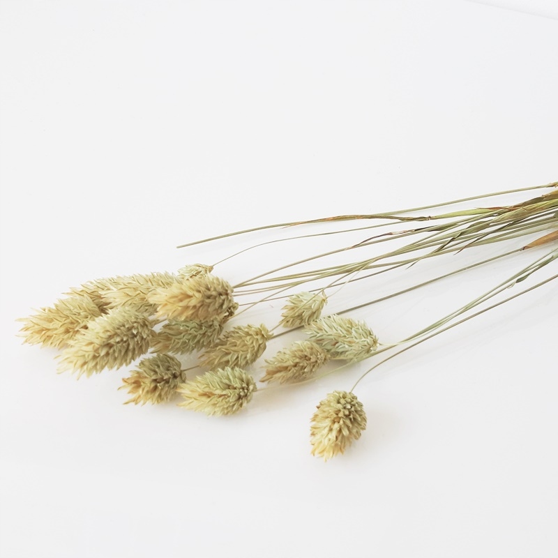 

Phalaris naturalny suszone trawy kwiaty mozga
