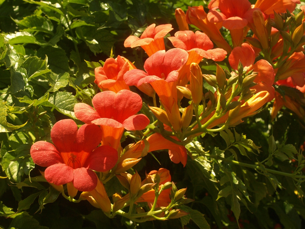 Milin amerykański Ursynów SILNIE ROSNĄCE PNĄCZE C2