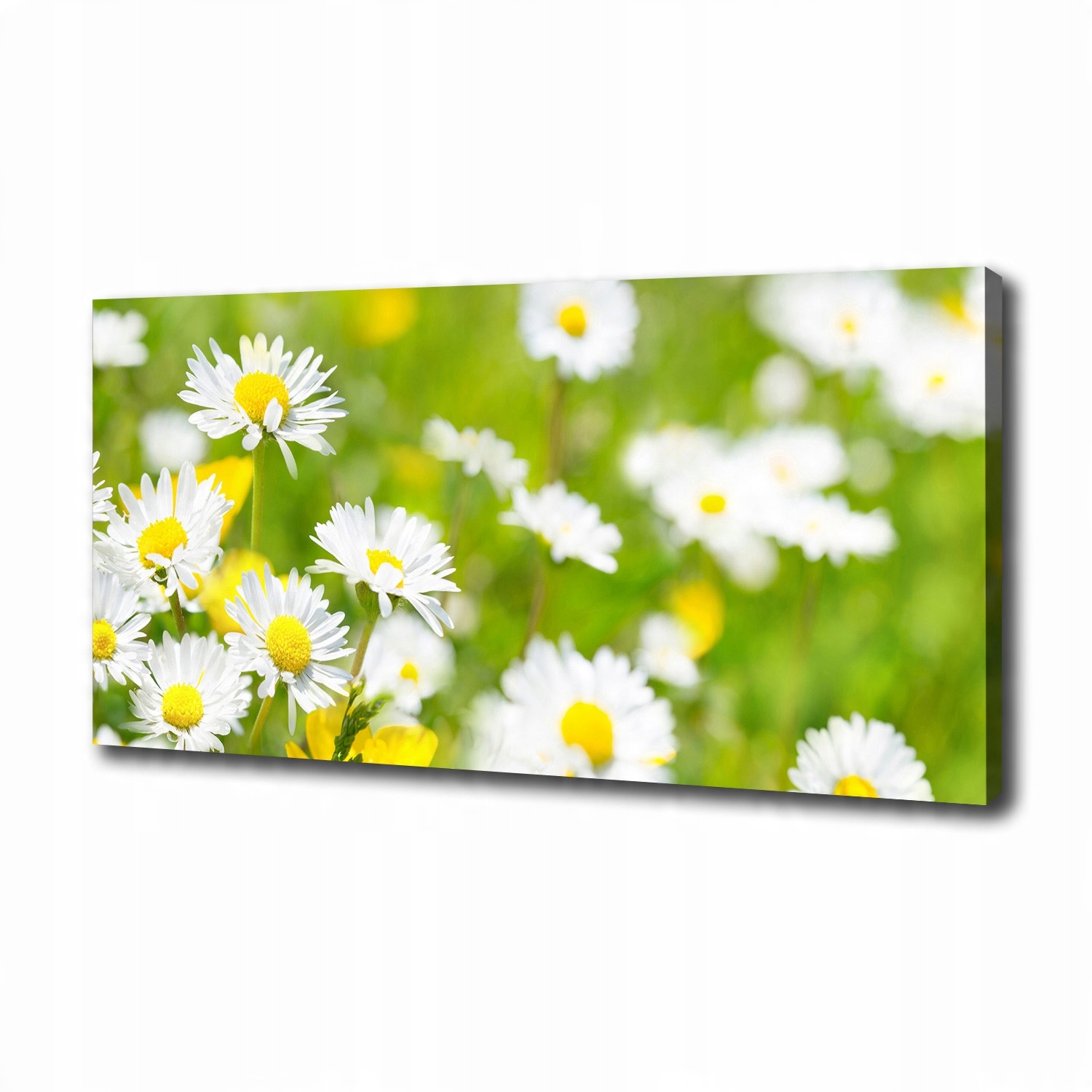 

Foto obraz canvas na ścianę Stokrotki 100x50 cm