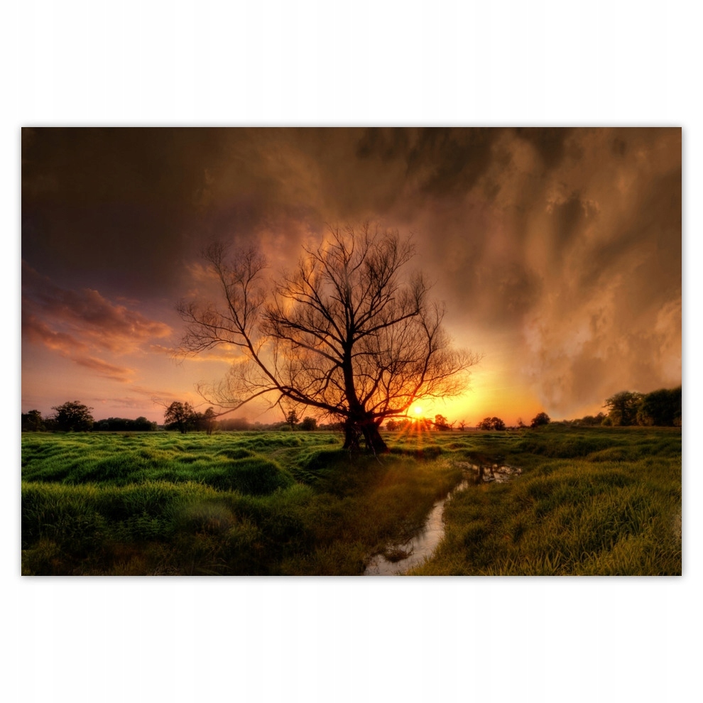 

Fototapety flizelina 152x104 Dąb w Rogalinie