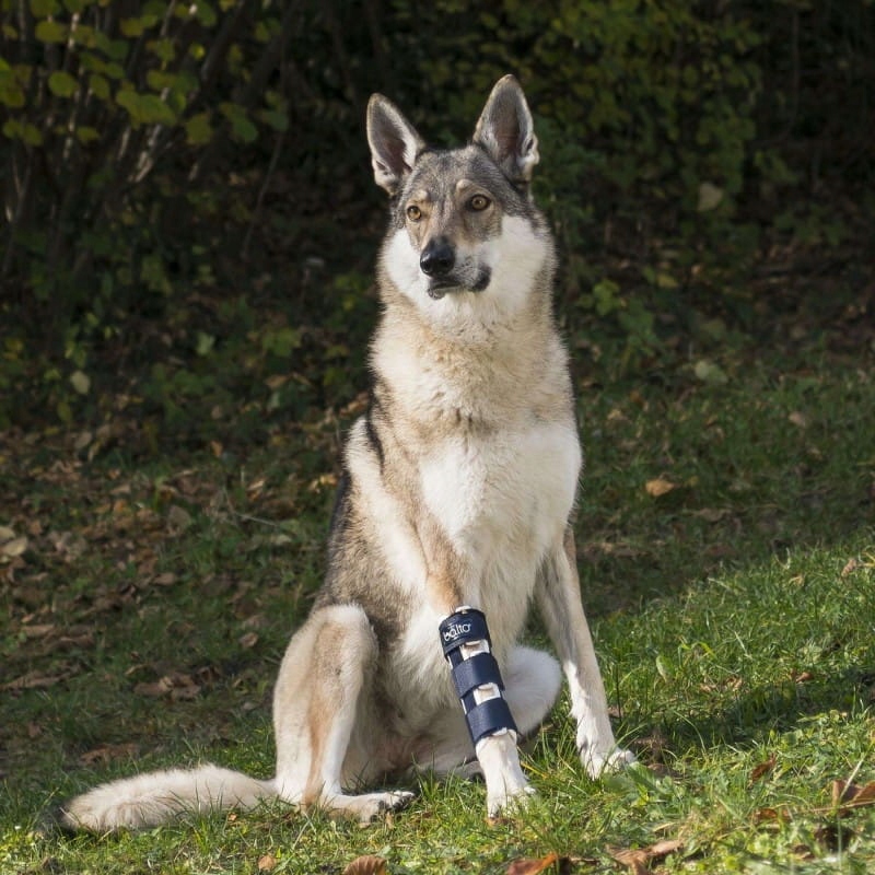 Levně Ortéza na přední tlapku psa Balto [velikost S]