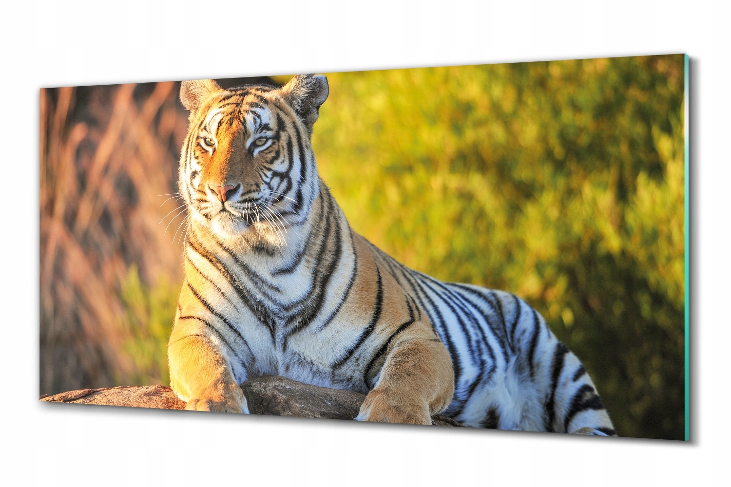 Foto sklo grafika Tiger skala strom 100x50