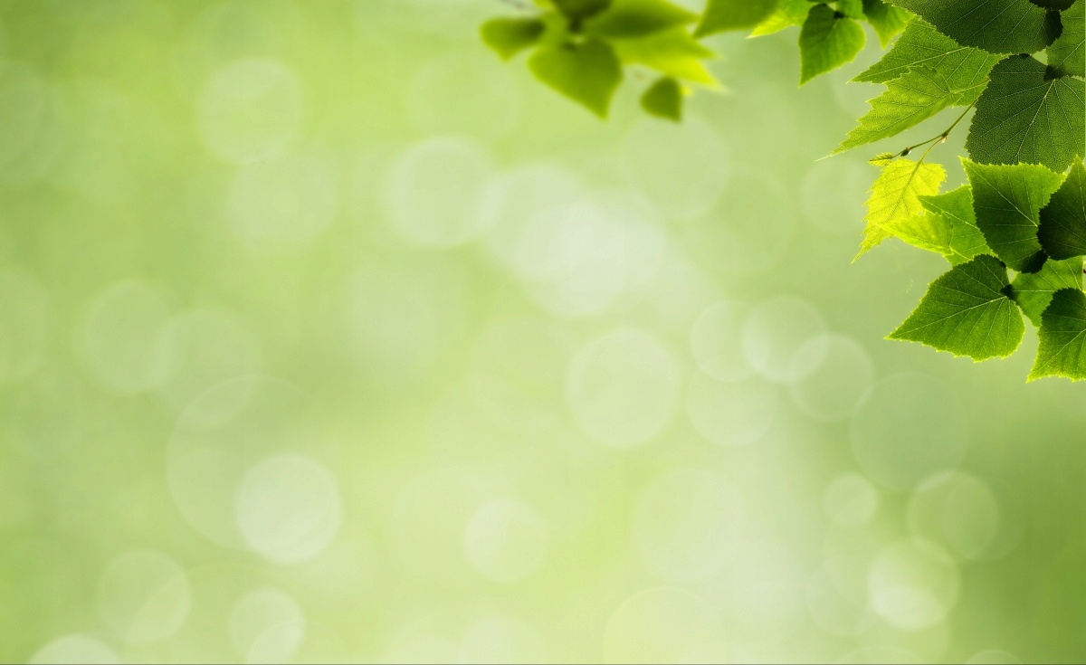 

Tapeta flizelinowa Zielone liście 416x254
