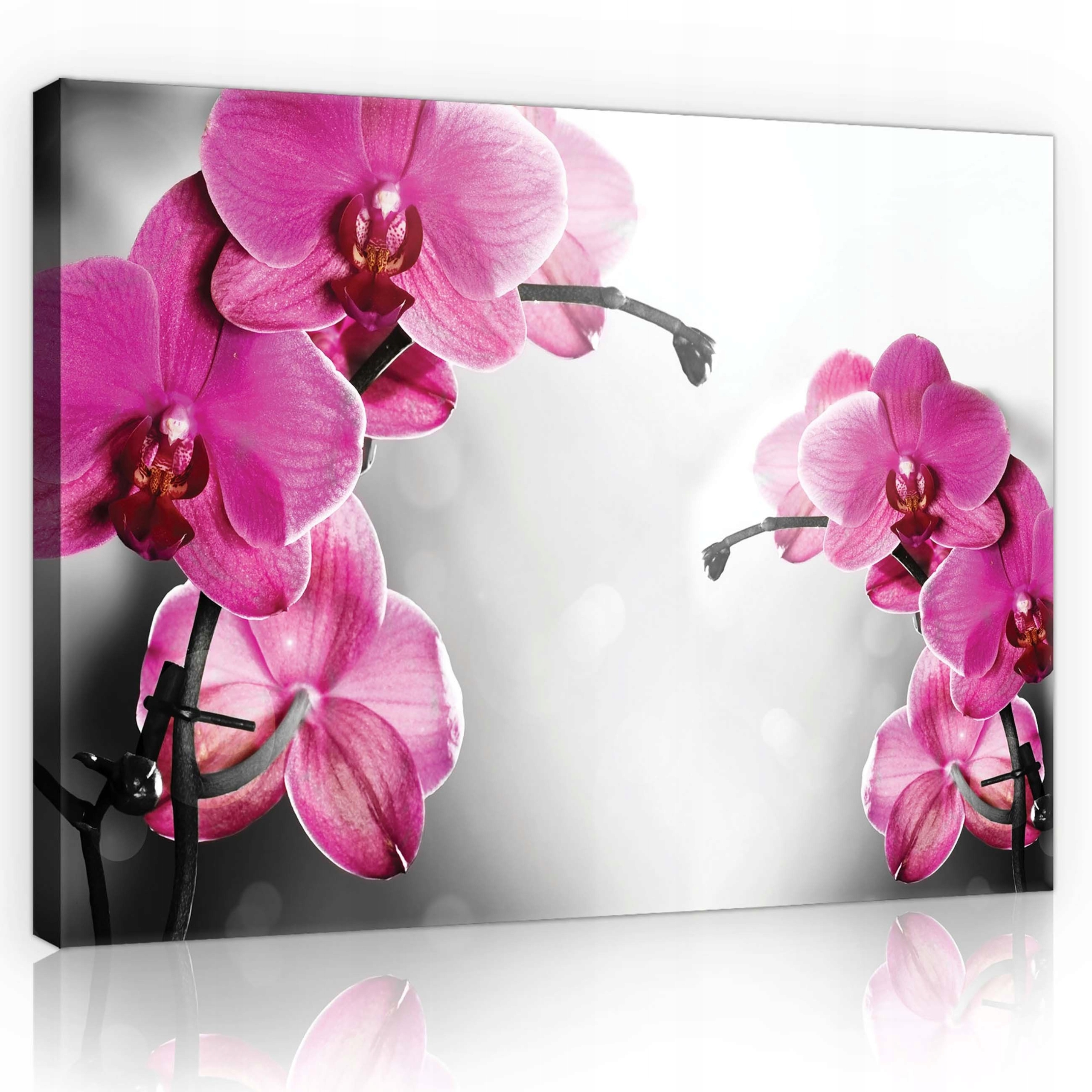 Obraz 100x75 Jemný šepot orchideje v růžovém boku Květinová elegance