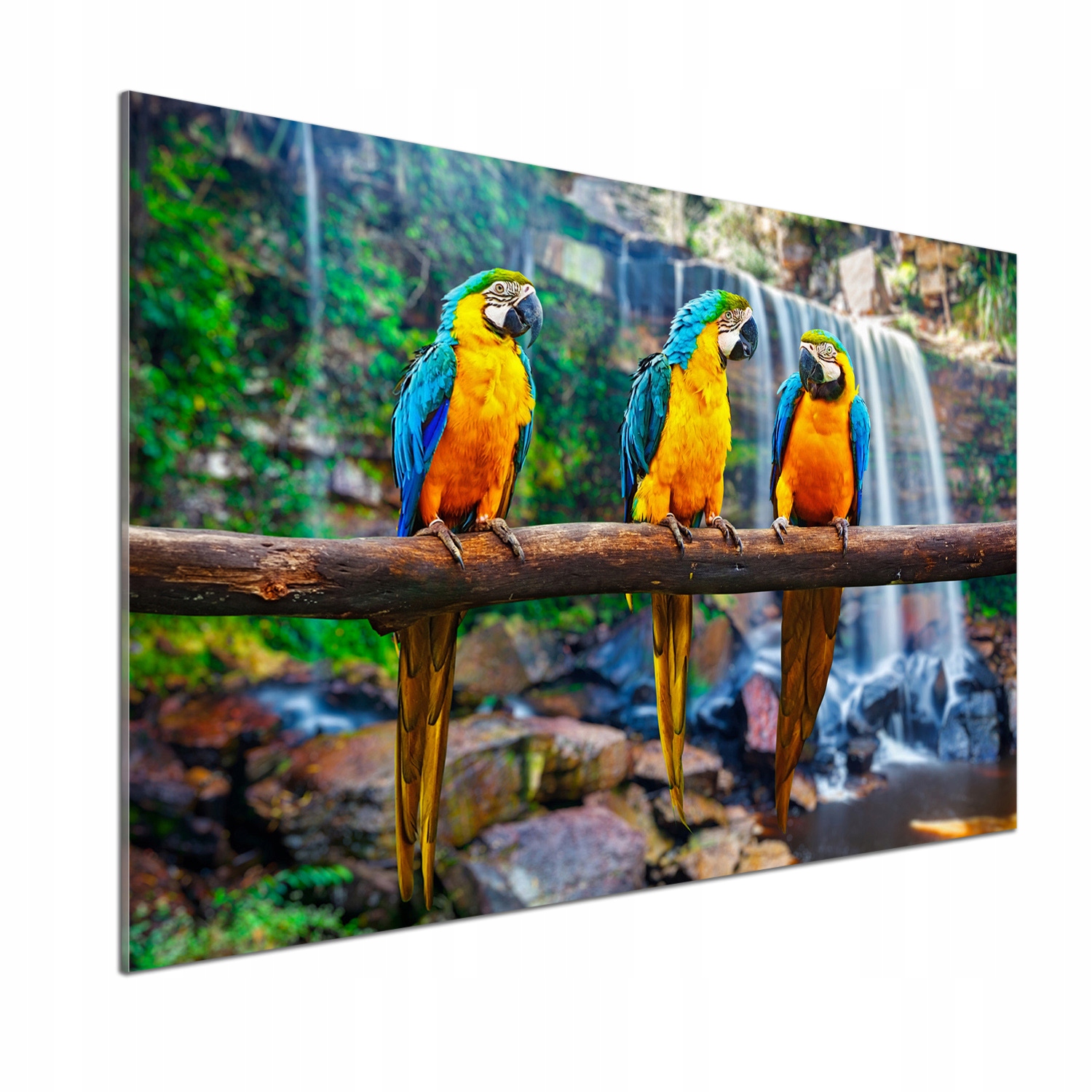 Panel do kuchyne Papagáje na vetve 100 x 70 cm Lepidlo