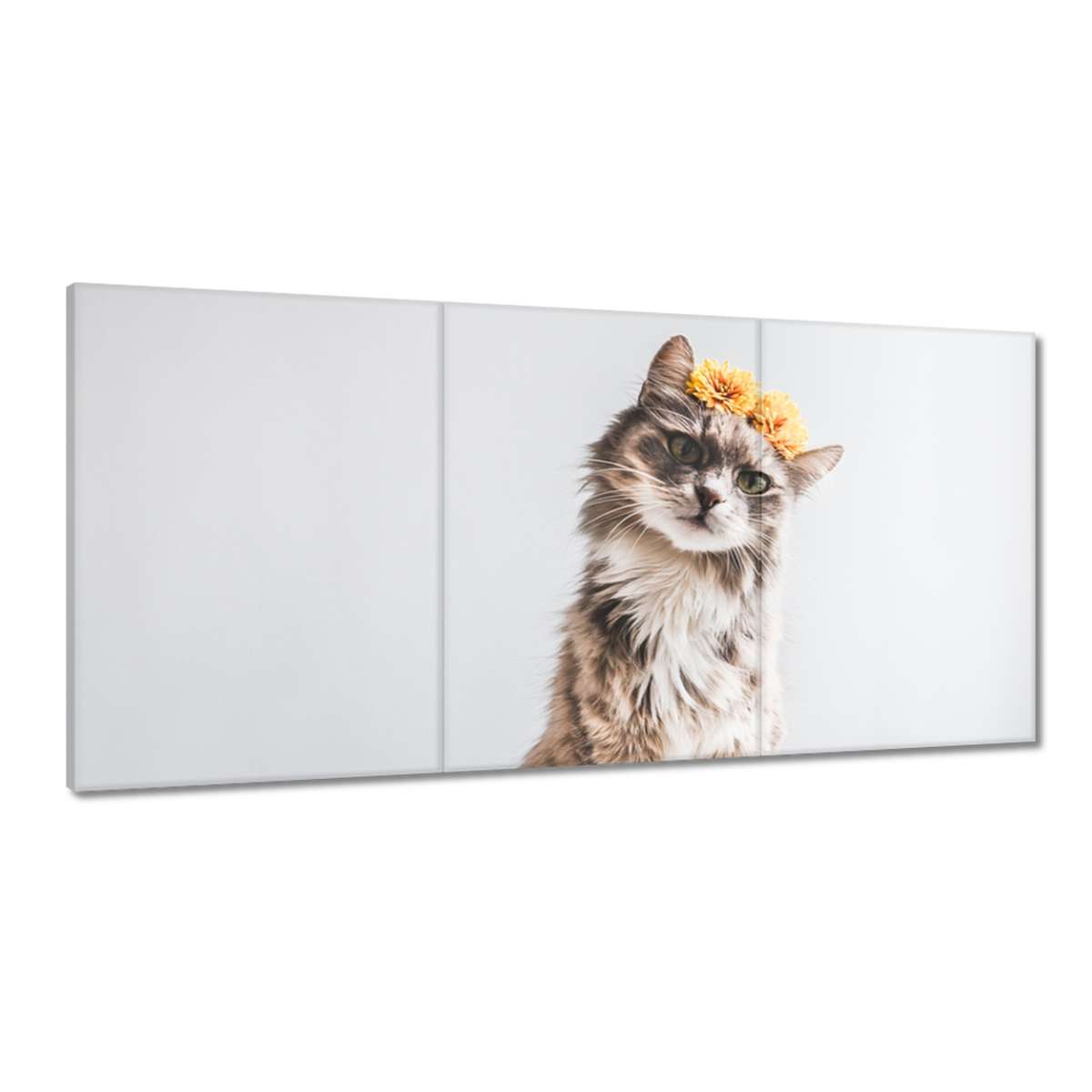 Obrazy 120x60 Kočka Kočky Kicia
