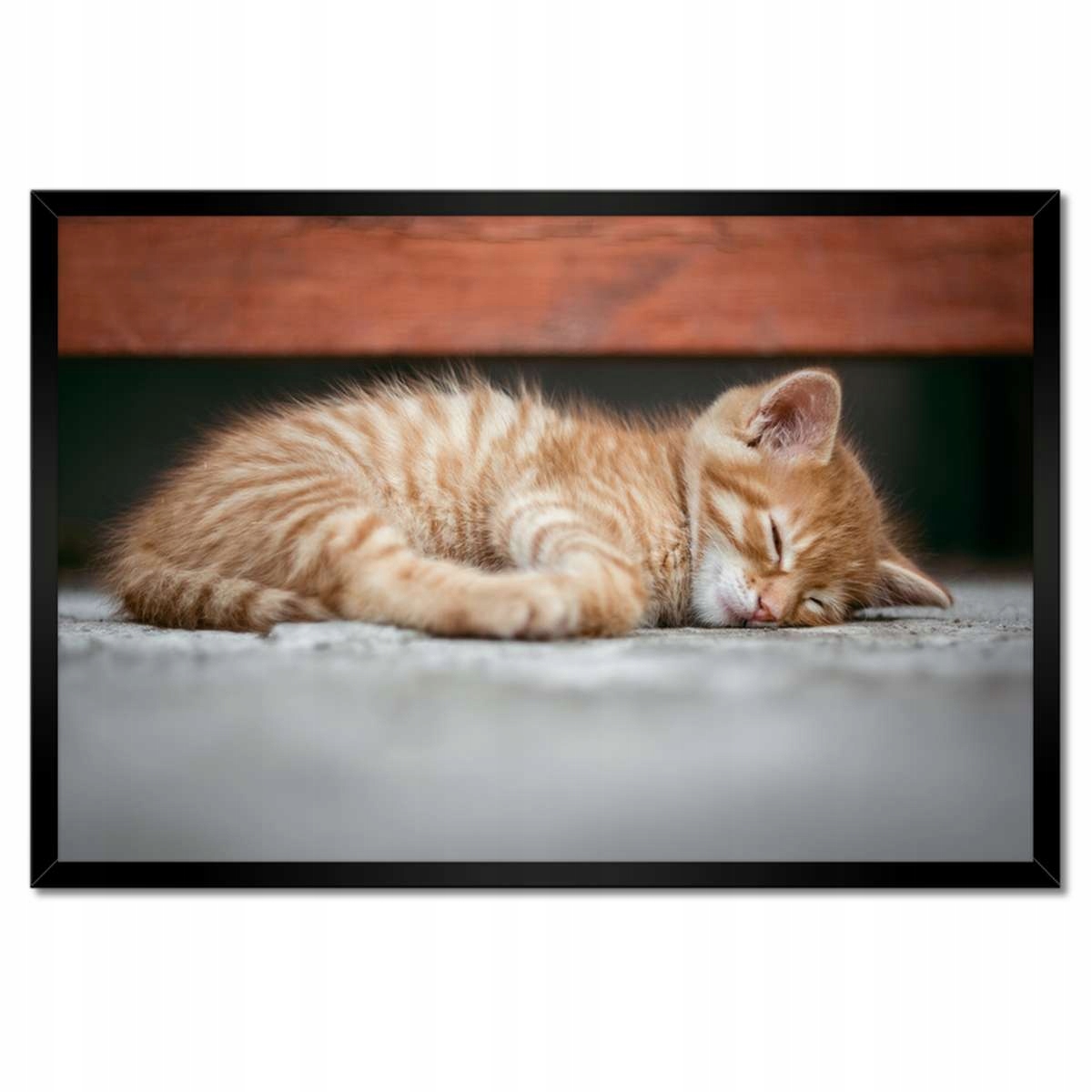 Plakáty v rámu 60x40 Kočičí kráska