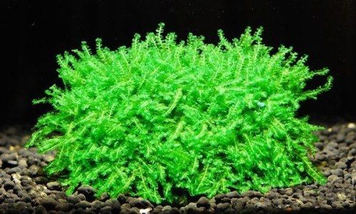 PEARL MOSS - kubek IN VITRO
