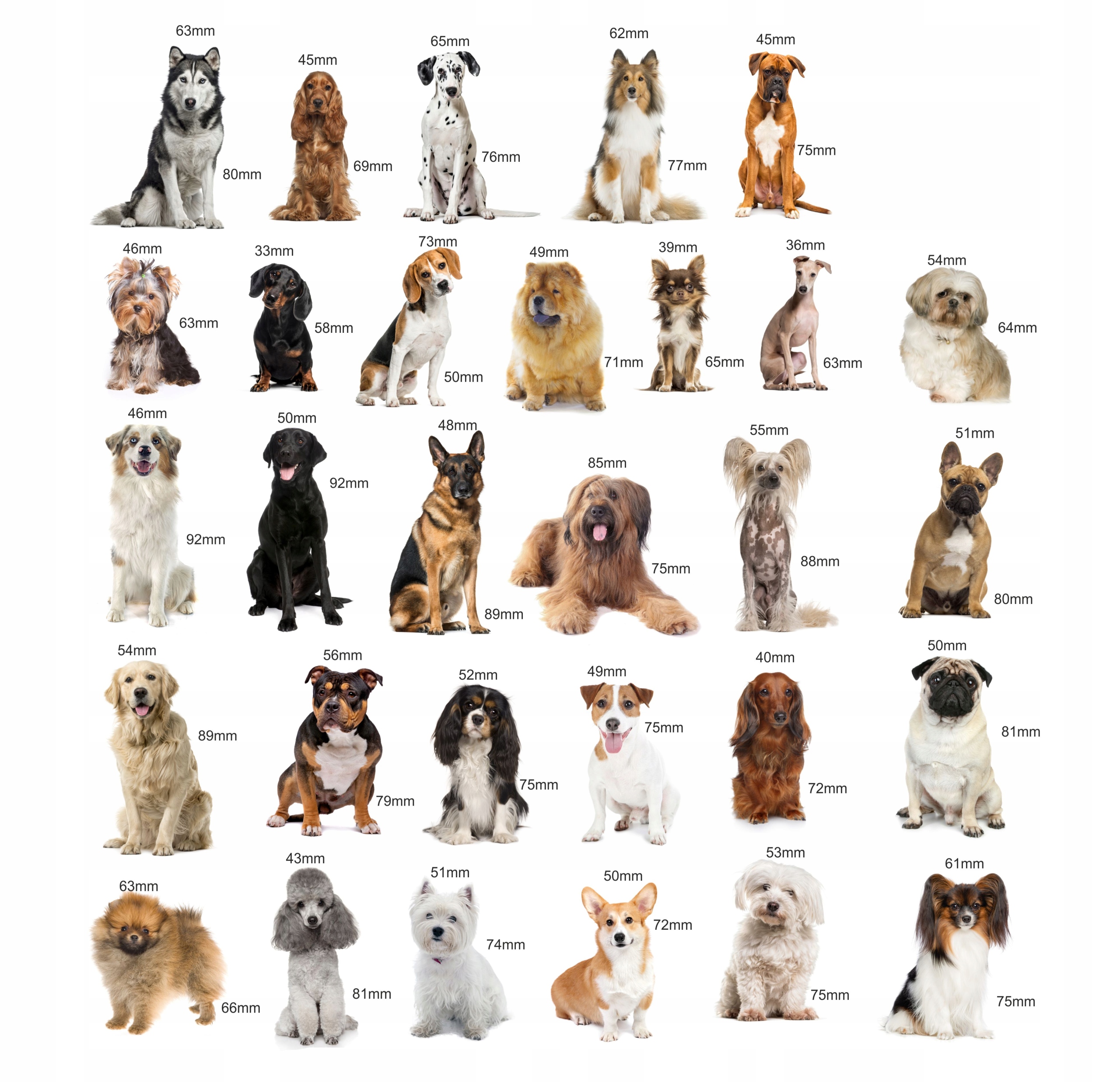 Magnesy na lodówkę poznaję RASY PSÓW Bohater brak