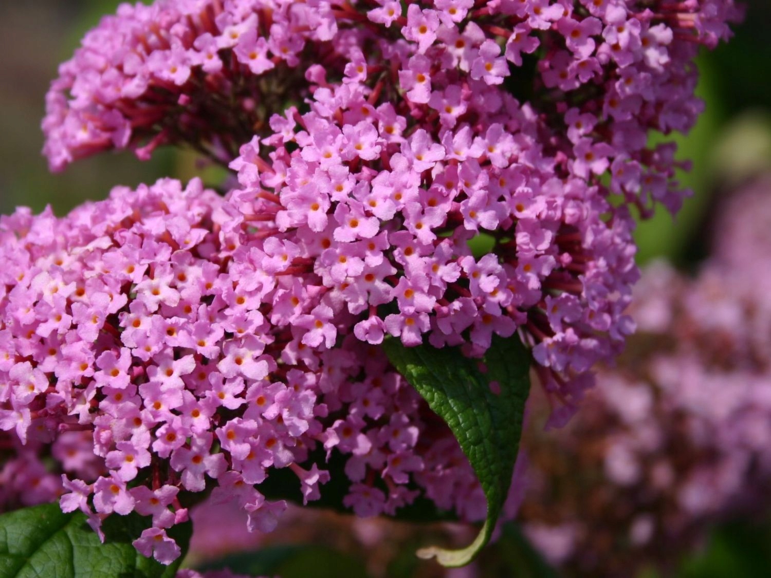 BUDLEJA PINK DELIGHT - PACHNĄCA WABIĄCA MOTYLE Rodzaj rośliny Inny