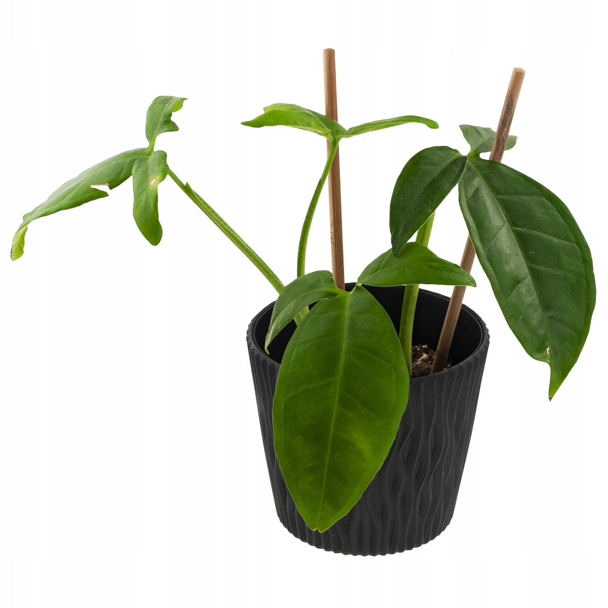 DONICZKA Z WKŁADEM OZDOBNA CZARNA NOWOCZESNA Marka Prosperplast