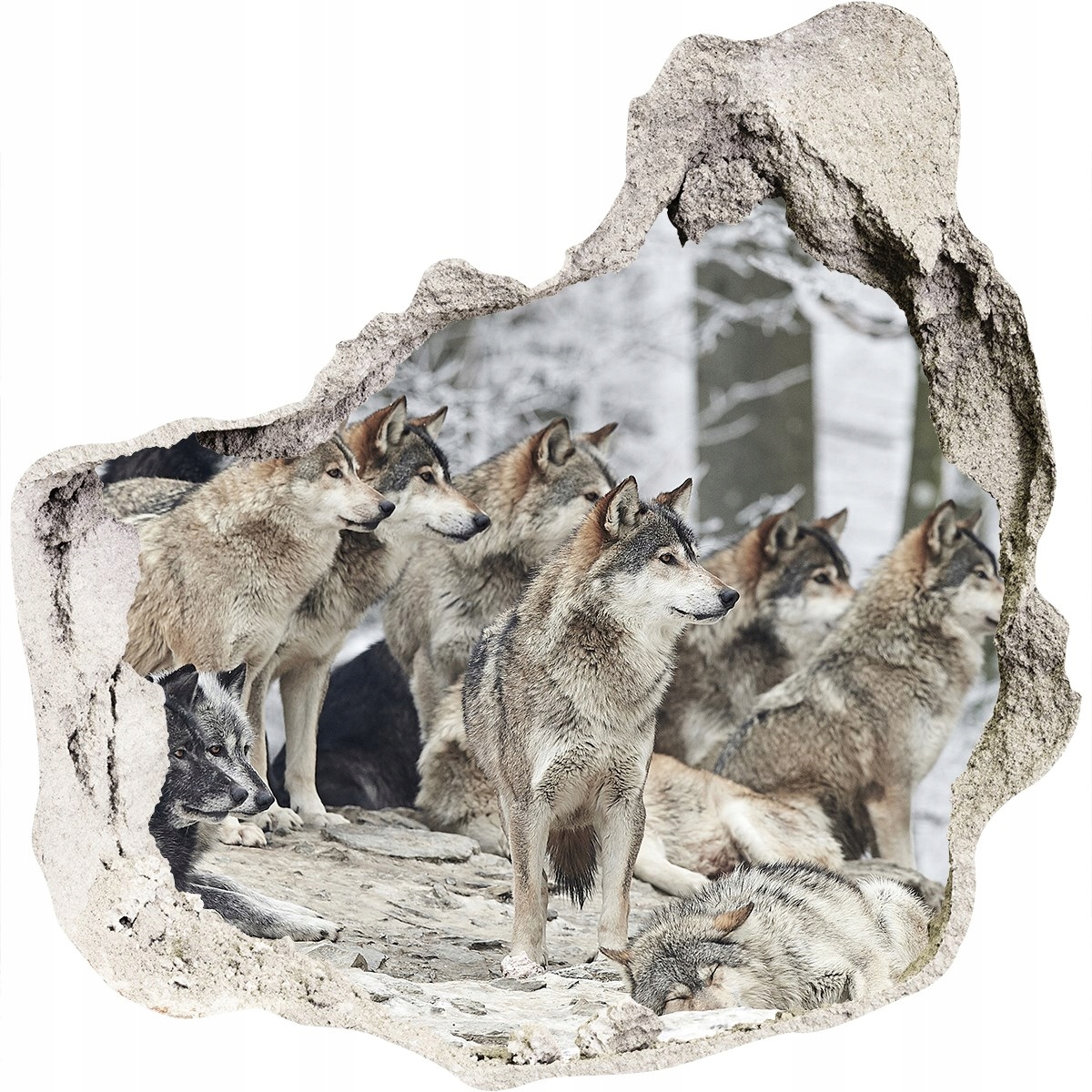 

Dziura 3d fototapeta ścienna Naklejka Wilki zimą