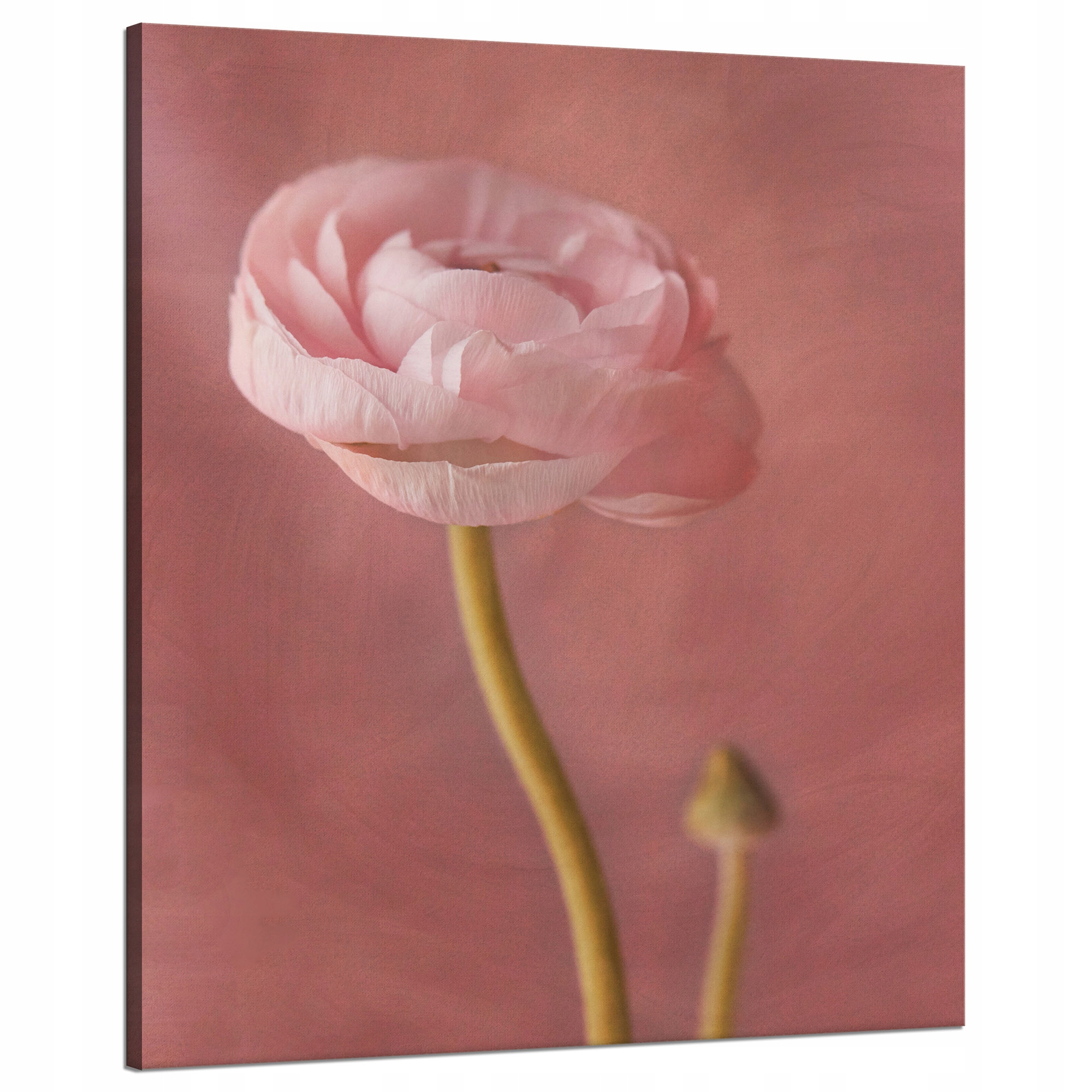 Obraz Canvas Botanika Růžová pivoňka Květina 80x100