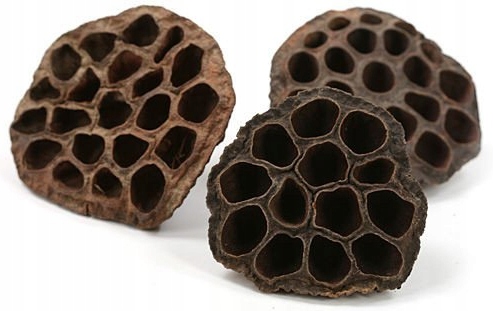 

Lotos Kwiat Lotosu Susz Do Dekoracji x10 sztuk