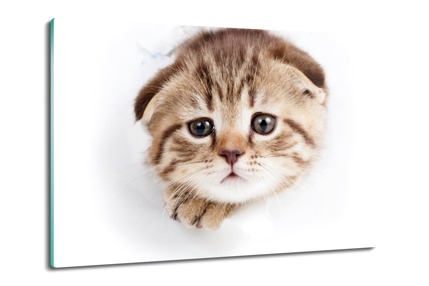 

do kuchni deska ze szkła Kot karton oczy 80x52