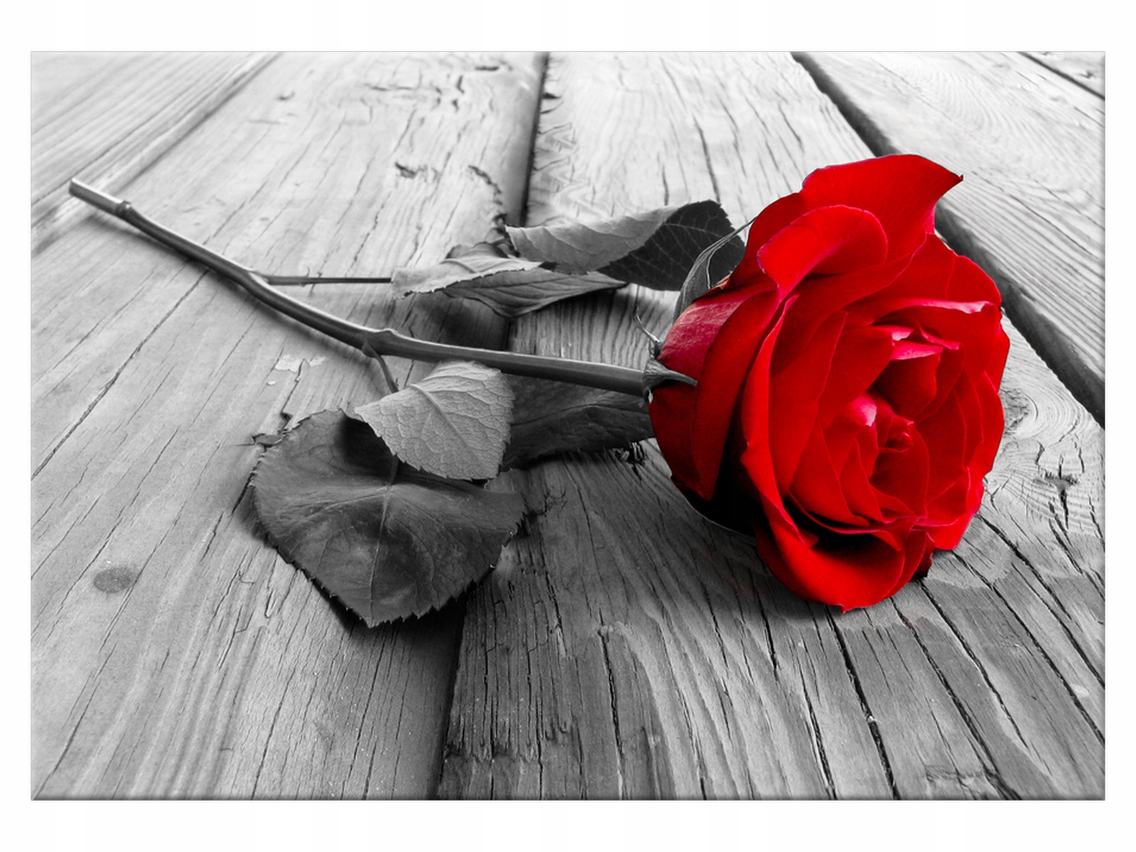 

Obraz Czerwona róża 100x70 Róża 1138A_1Z do salonu