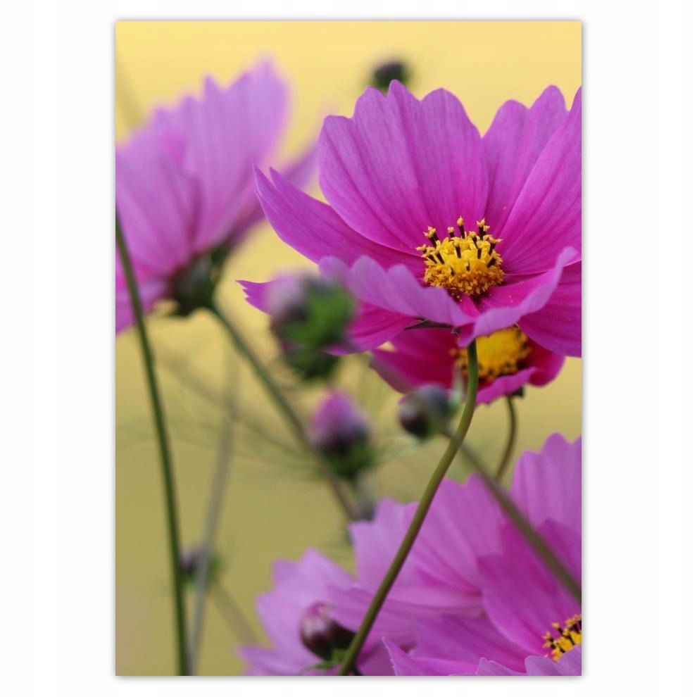 

Naklejki 50x70 Kwiatki na łące