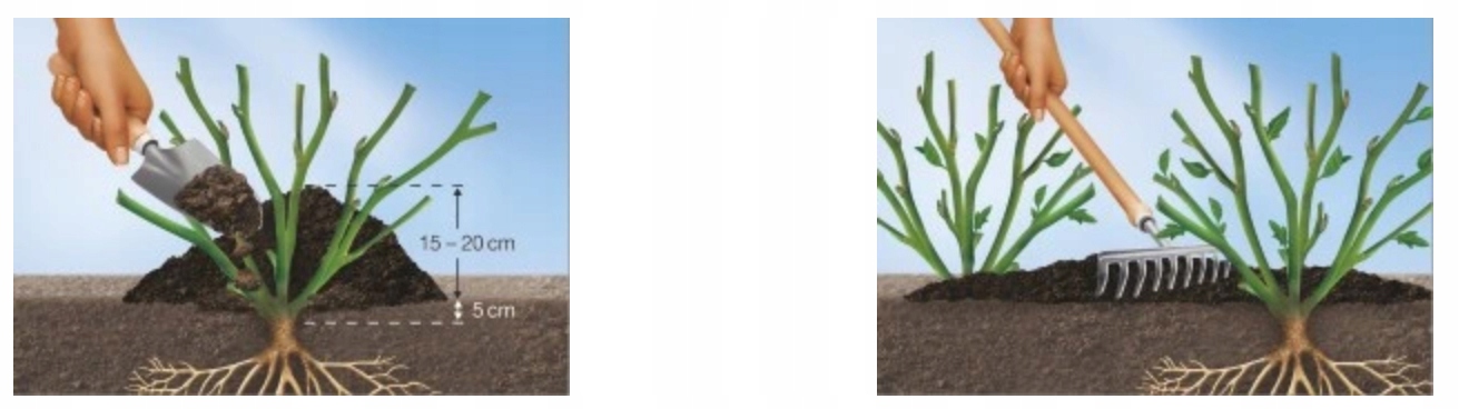 PODŁOŻE DO KWIATÓW ROŚLIN i PALM ZIEMIA UNIWERSALNA Z NAWOZEM COMPO 5L Marka Compo