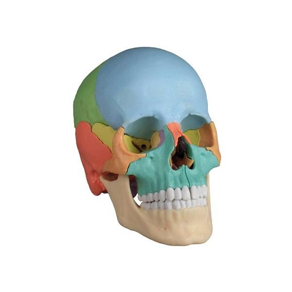 Model anatomiczny Czaszka osteopatyczna 22 części