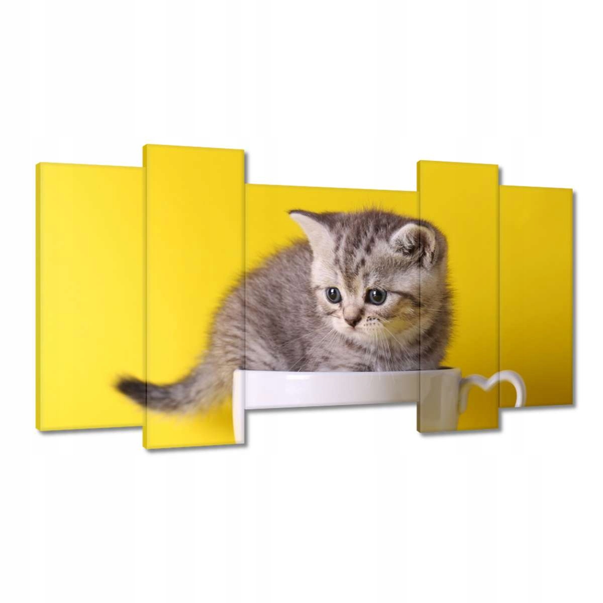 Obrazy 120x65 Kočka Kotě Kočky Kočka