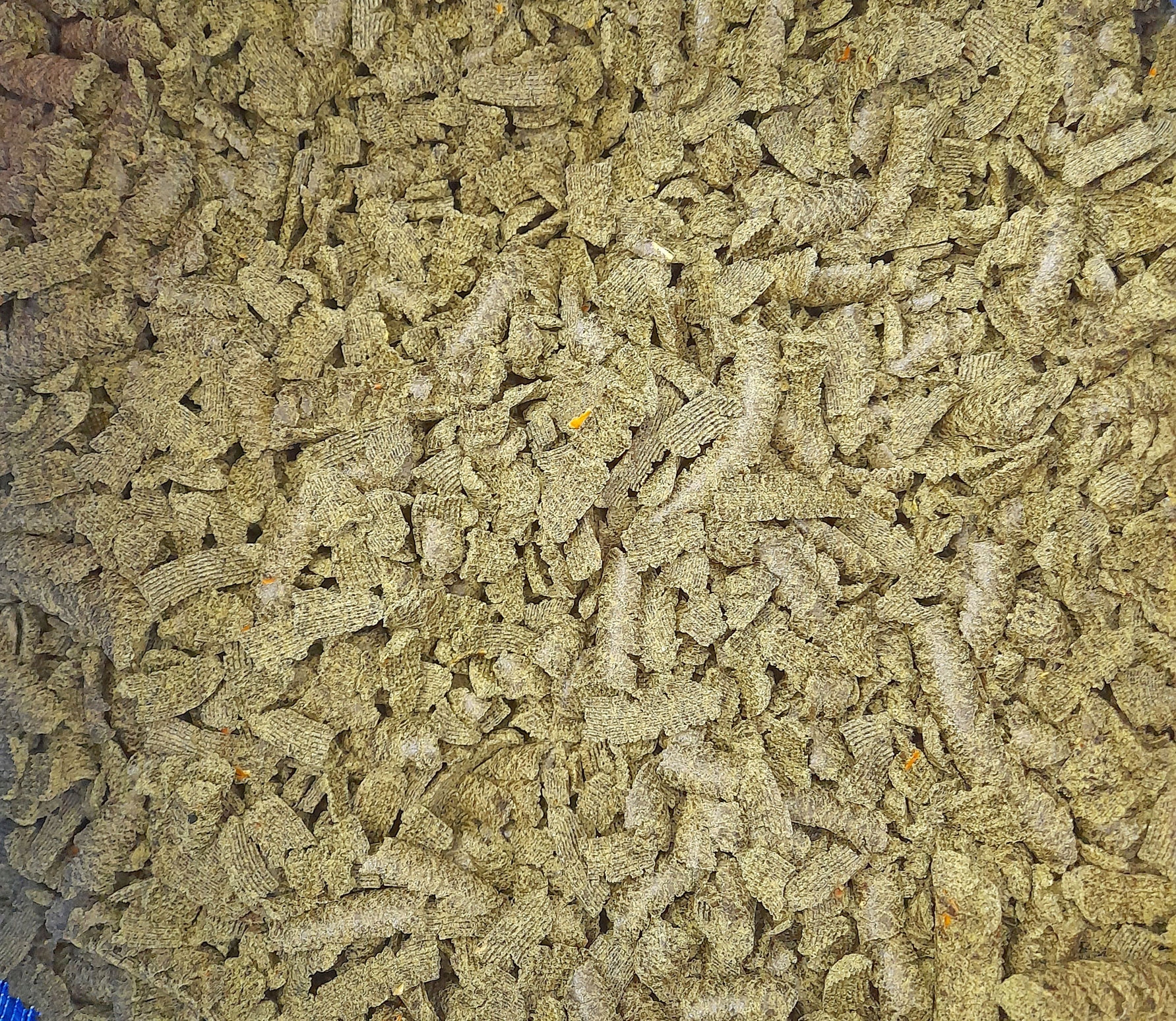 Makuch dyniowy z pestek dyni bezłupinowej 25 kg