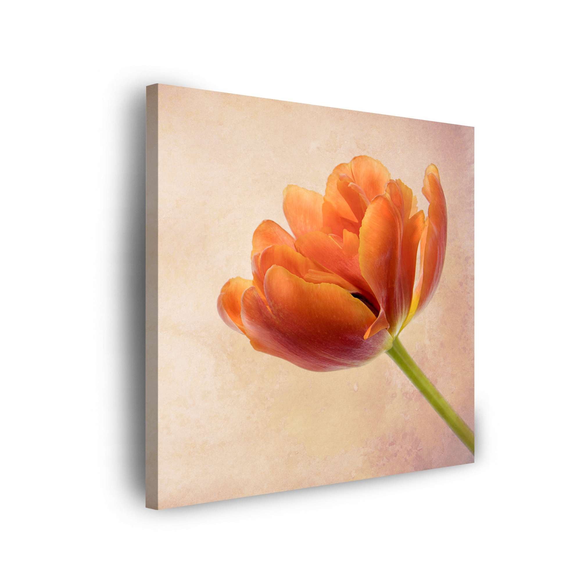 Obraz na plátně Botanika Tulipán Květina Příroda 90x90 cm