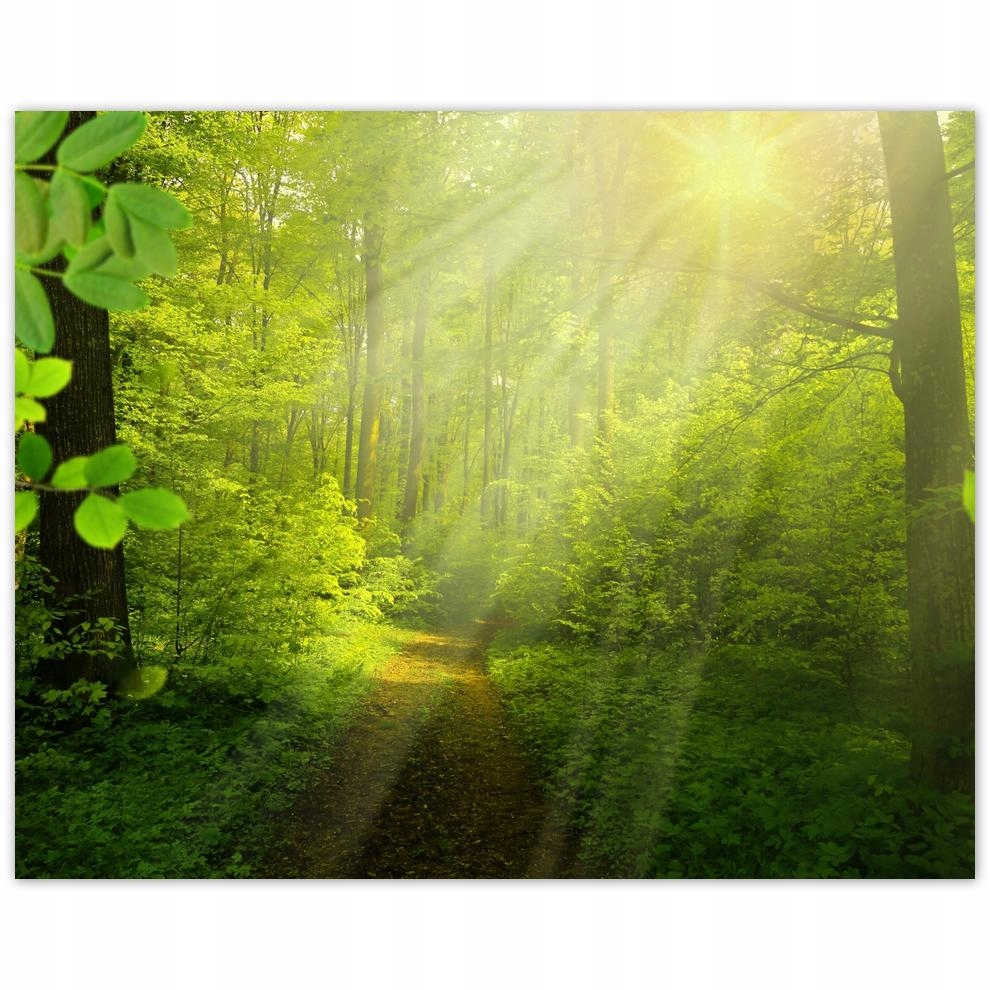 

Plakat 50x40 Magiczny las Promienie