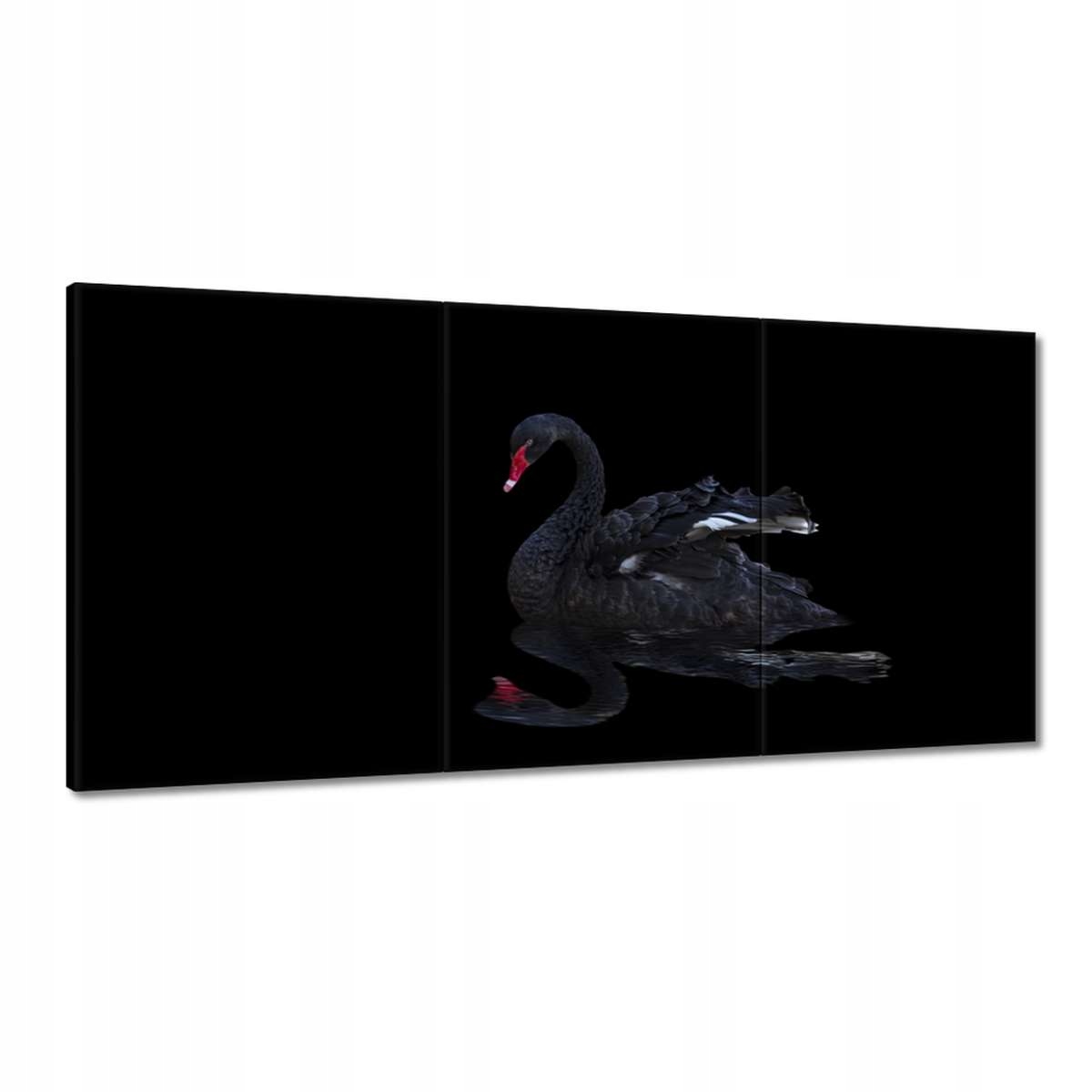 Obrazy 180x90 Krásna čierna labuť