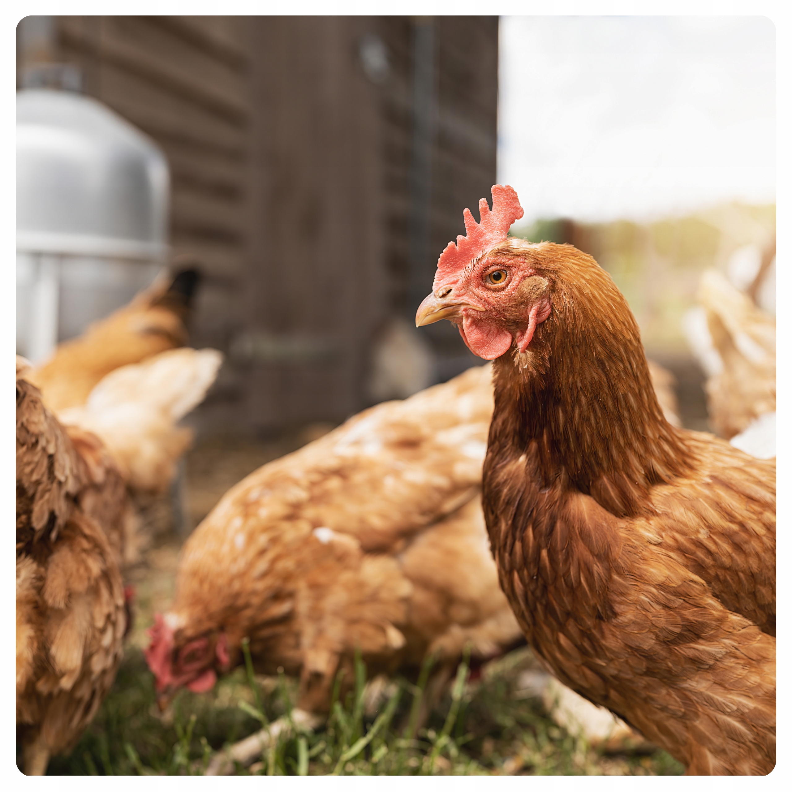 NATURALNA KARMA PASZA ZIARNO KRUSZONA DROBNA DLA DROBIU KUR NIOSKA Kod producenta ziarno pszenica kukurydza słonecznik dla kur