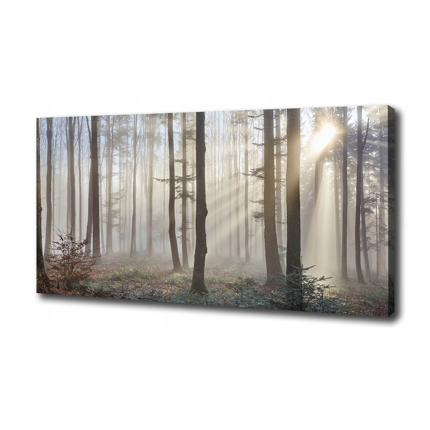 

Duży foto obraz na płótnie Mgła w lesie 100x50 cm