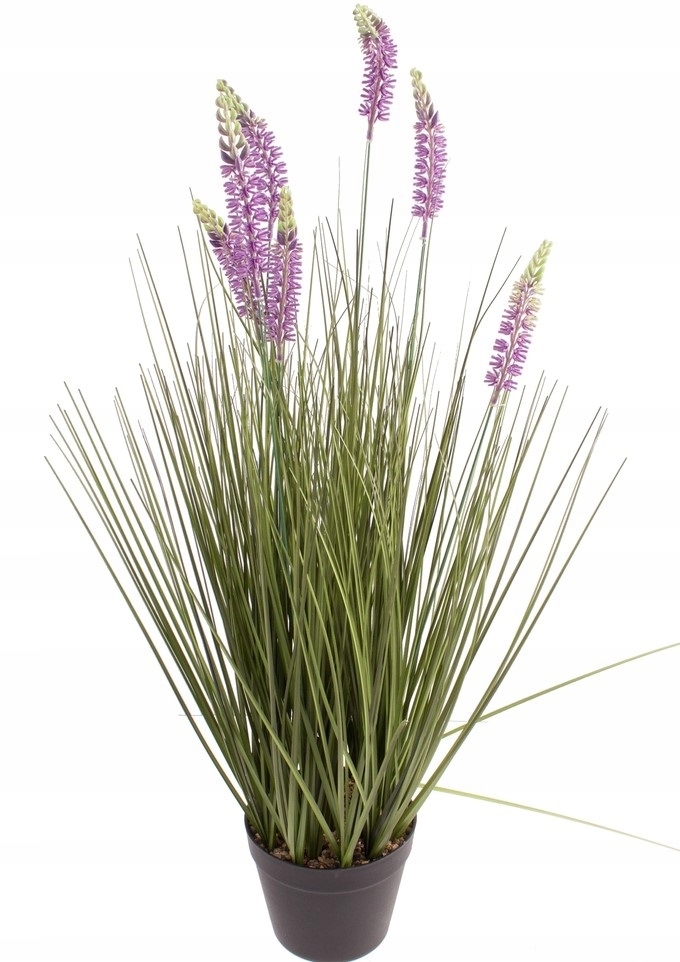 

Trawa w doniczce z lawendą 0,80m