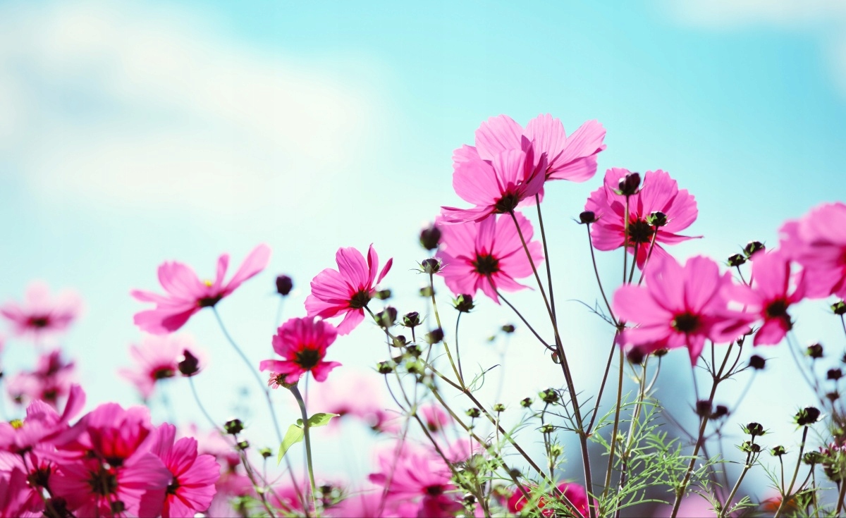 

Tapeta flizelinowa Kwiat Niebo - 416x254