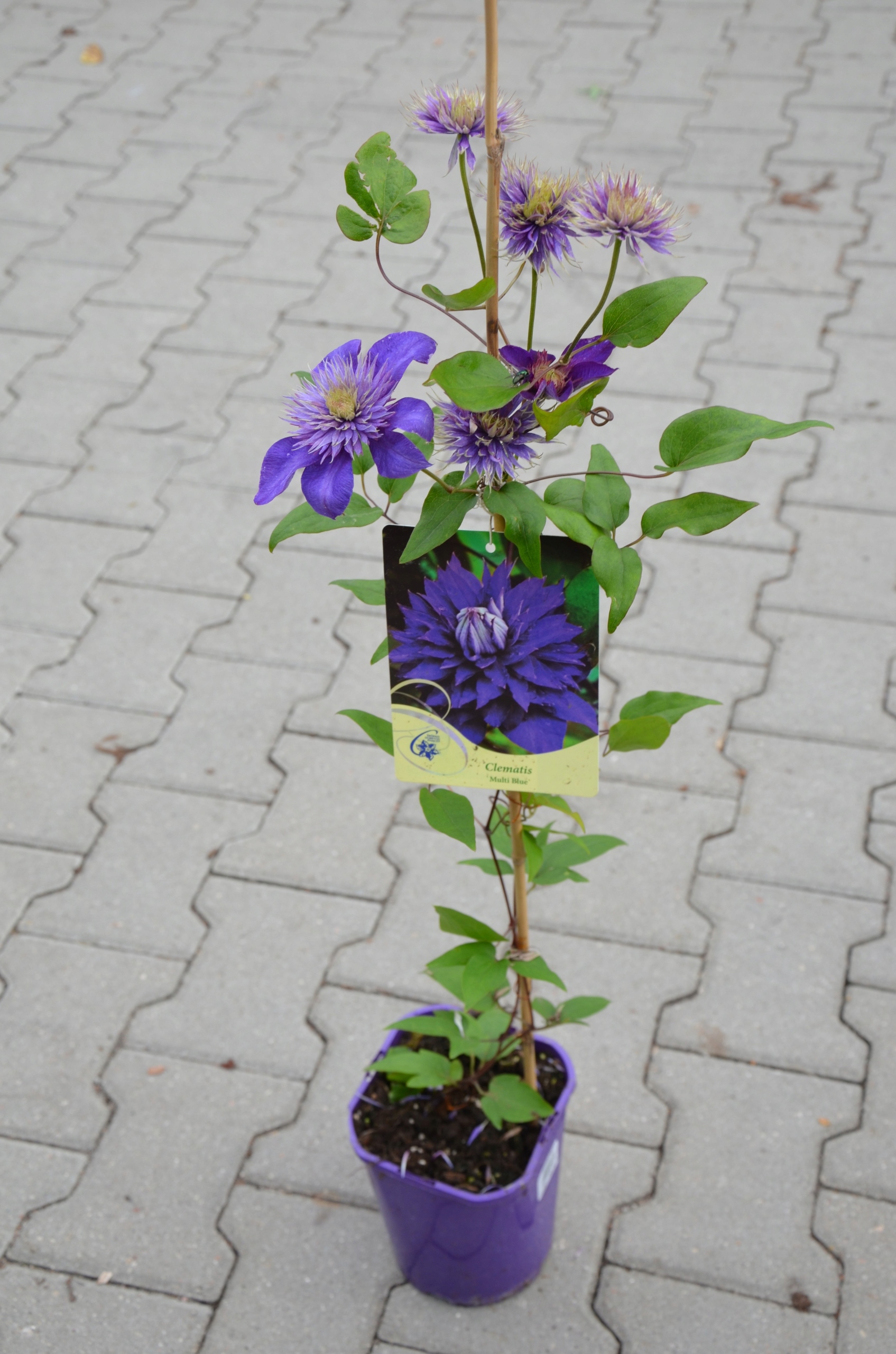 Clematis 'Multi Blue' Powojnik 70-90 cm 2L