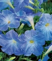 Fresh 40 Pcs Petunia Flowersseeds For Planting Light Blue