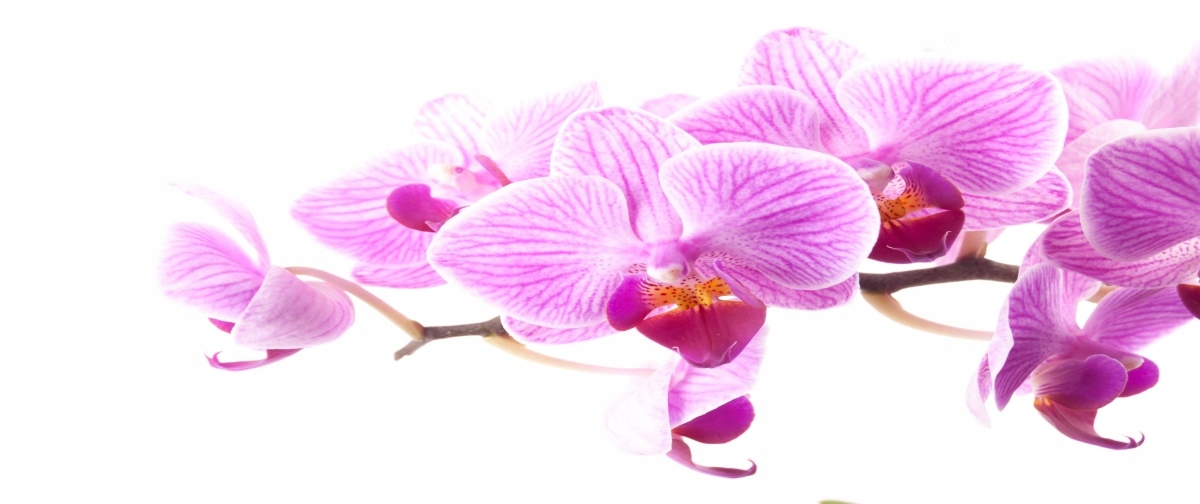 

Tapeta flizelinowa Różowa orchidea 250x104