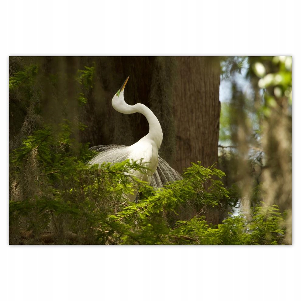 

Plakaty 60x40 Czapla ptak Pejzaż Widok