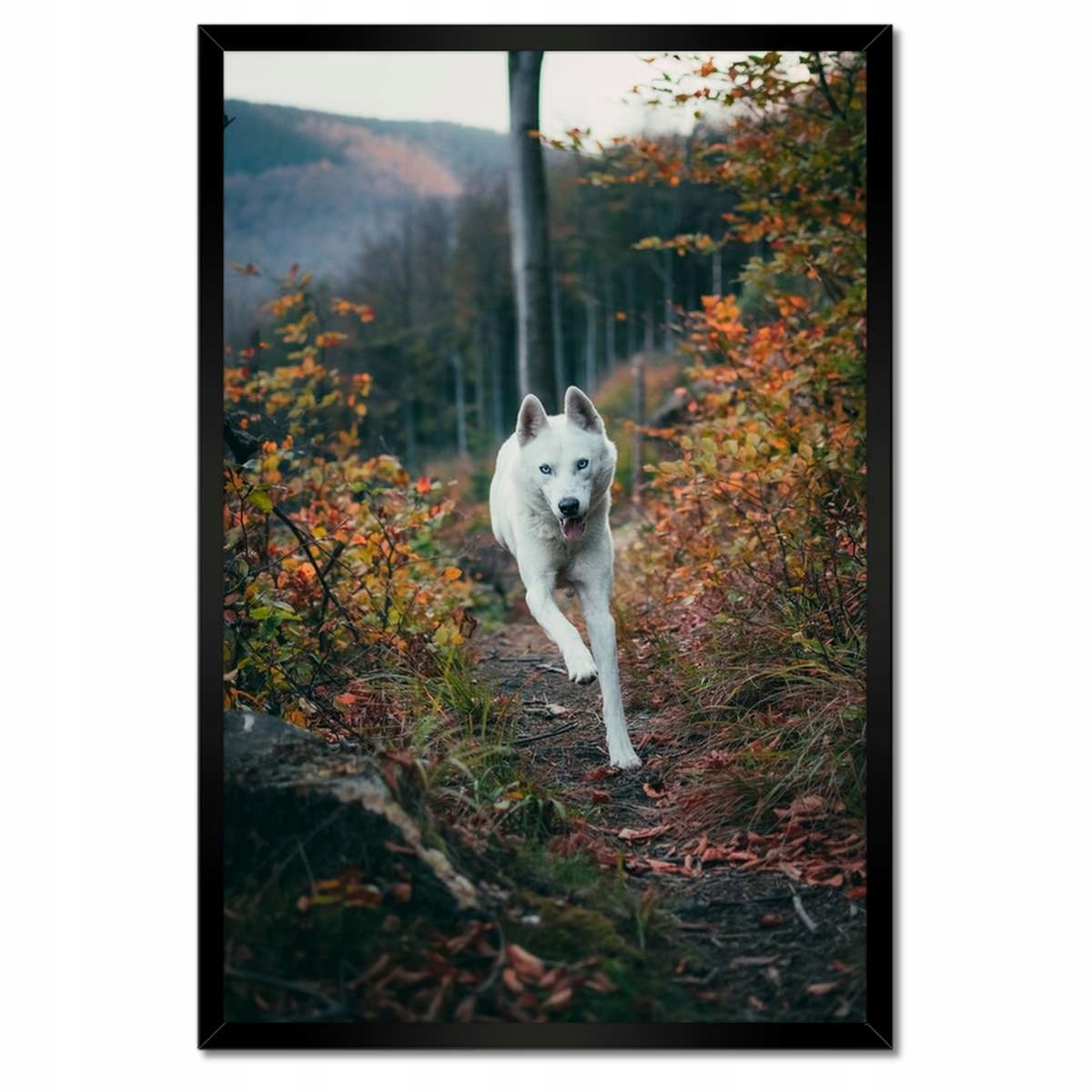 Plakáty v rámu 40x60 Pejsek Pejsci